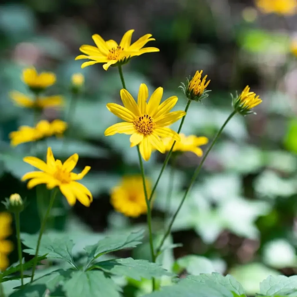 arnica ingrediente congelum gel