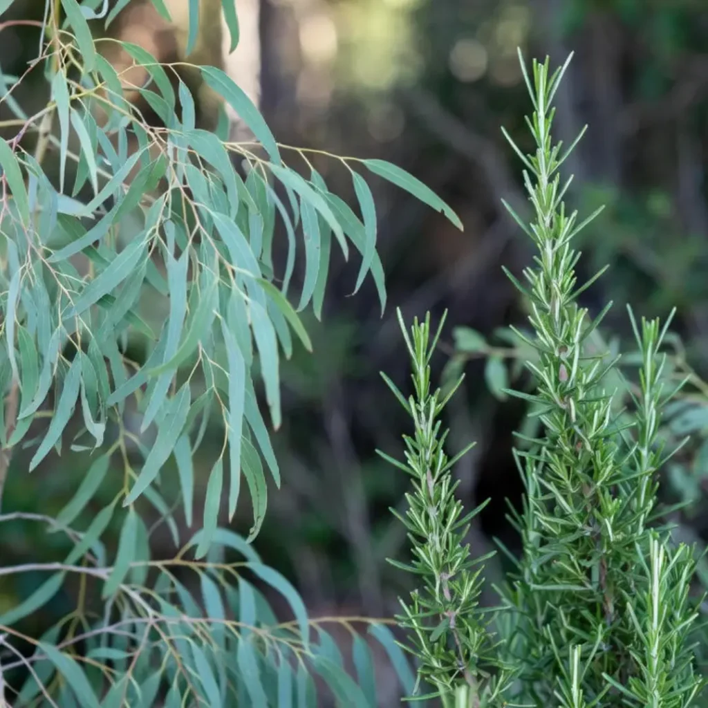 eucalipto y romero ingrediente